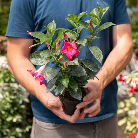 Simegarden Dipladenia 10 cm / Rosa