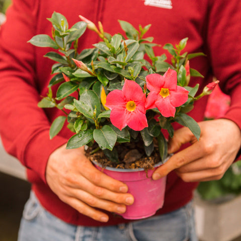 Simegarden Dipladenia 14 cm / Rosa