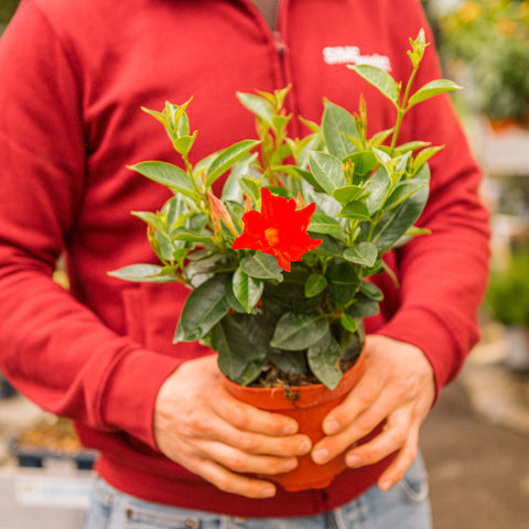 Simegarden Dipladenia 14 cm / Rosso
