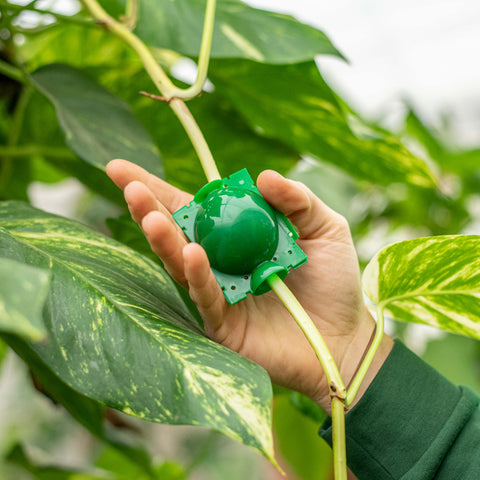 Simegarden Dispositivo di Radicazione 12 mm