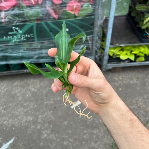 Simegarden Dracaena fragrans in idrocoltura