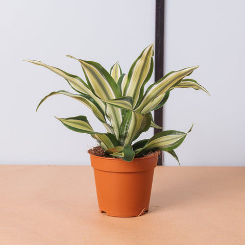 Simegarden Dracaena fragrans malaika 9 cm