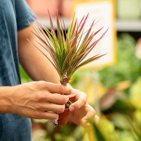 Simegarden Dracaena marginata tricolor 5.5 cm