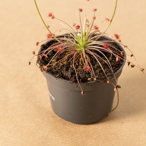 Simegarden Drosera paradoxa