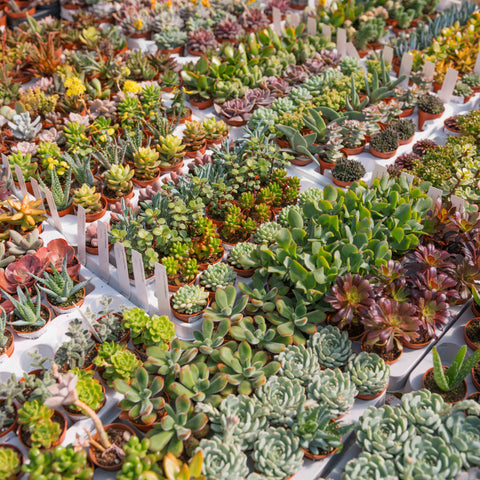 Simegarden Echeveria baby