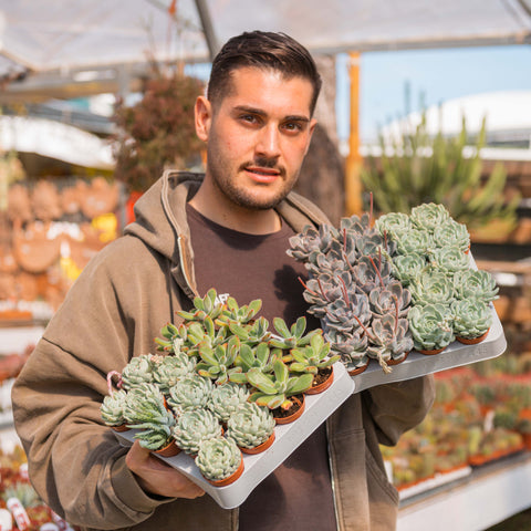 Simegarden Echeveria baby