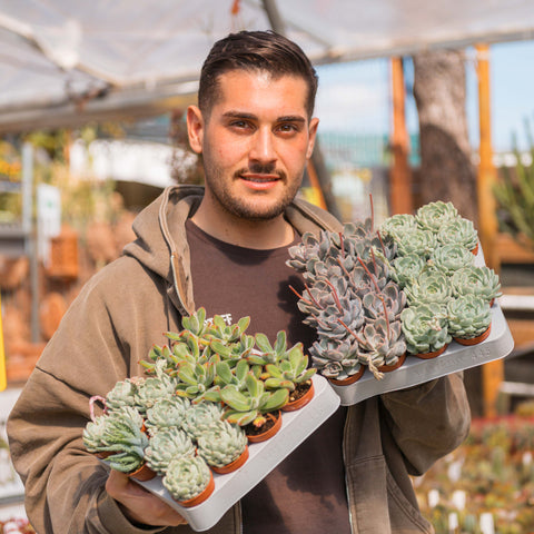 Simegarden Echeveria baby