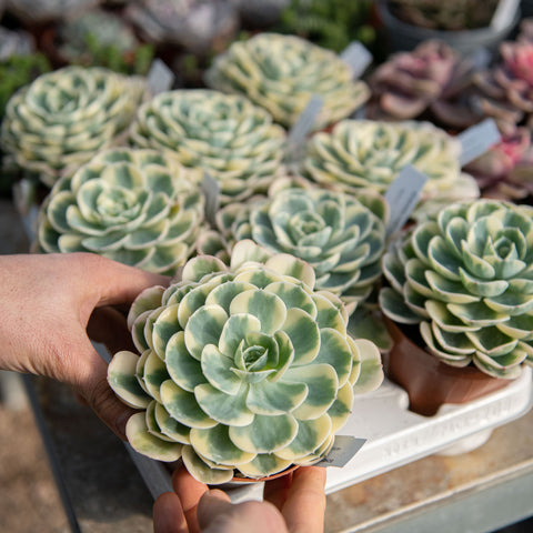 Simegarden Echeveria compton carousel 12 cm