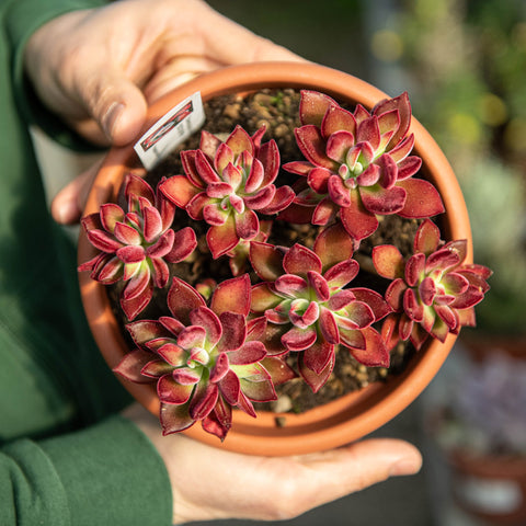 Simegarden Echeveria devotion pulvinata 18 cm