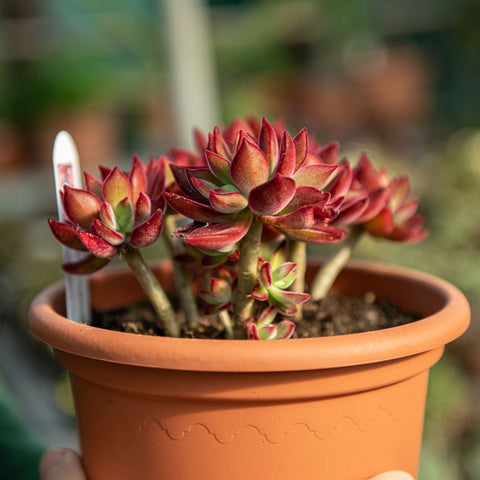 Simegarden Echeveria devotion pulvinata 18 cm