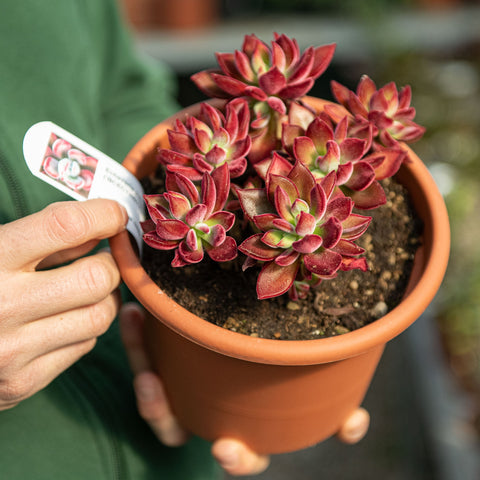 Simegarden Echeveria devotion pulvinata 18 cm
