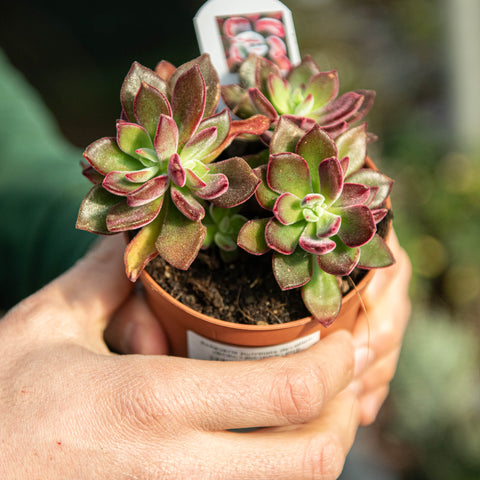 Simegarden Echeveria pulvinata devotion 10 cm