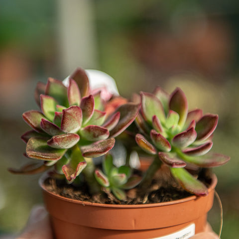Simegarden Echeveria pulvinata devotion 10 cm