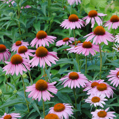 Simegarden Echinacea conetto 18 cm / Rosa