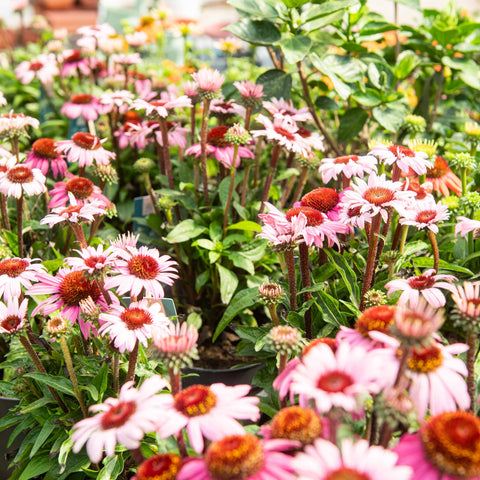Simegarden Echinacea purpurea 17 cm / Rosa