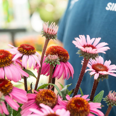 Simegarden Echinacea purpurea 17 cm / Rosa