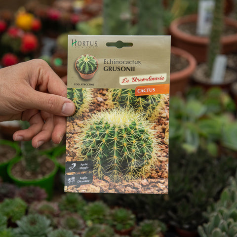 Simegarden Echinocactus grusonii Semi