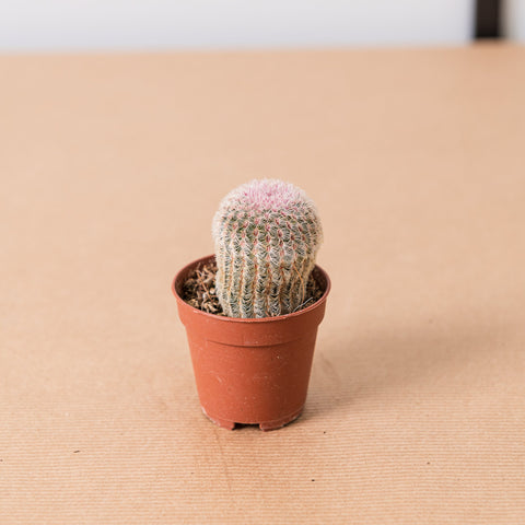 Simegarden Echinocereus pectinatus