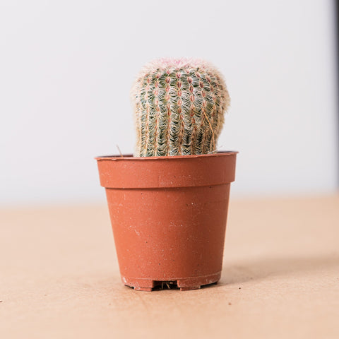 Simegarden Echinocereus pectinatus