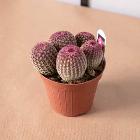 Simegarden Echinocereus pectinatus