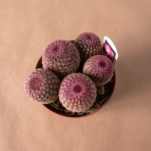 Simegarden Echinocereus pectinatus