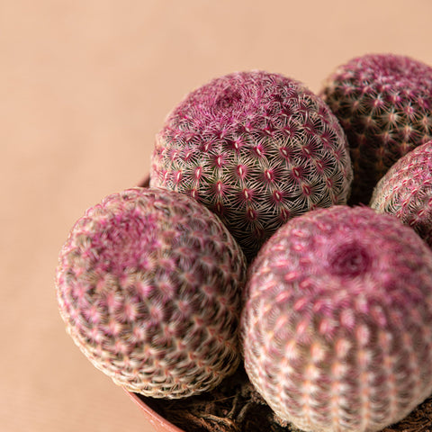 Simegarden Echinocereus pectinatus