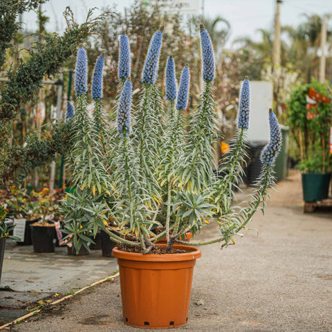 Simegarden Echium fastuosum