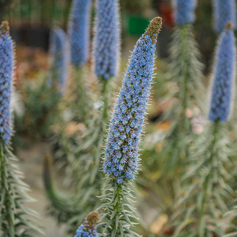 Simegarden Echium fastuosum