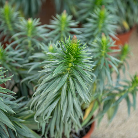 Simegarden Echium fastuosum