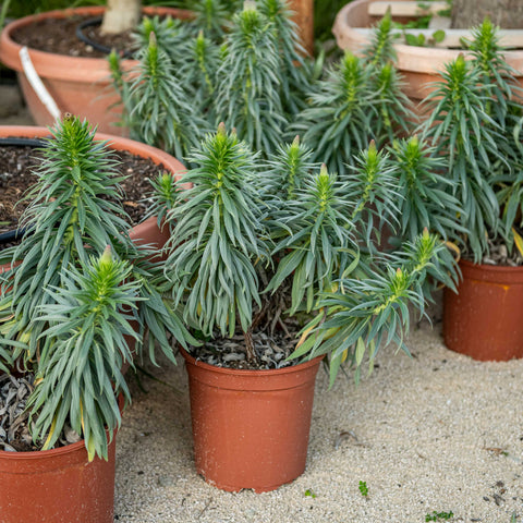 Simegarden Echium fastuosum 24 cm
