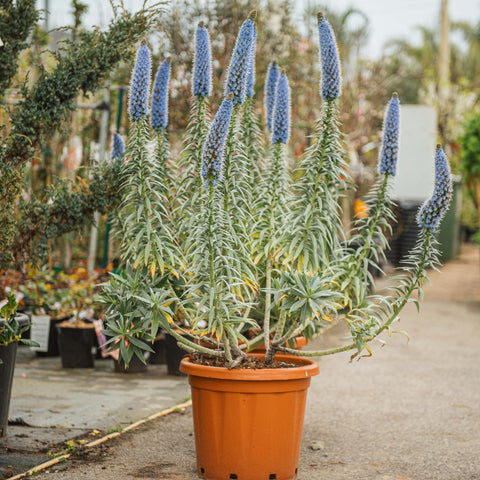 Simegarden Echium fastuosum 40 cm