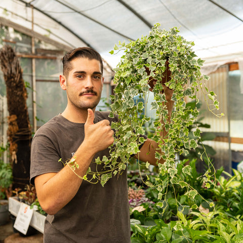 Simegarden Edera variegata