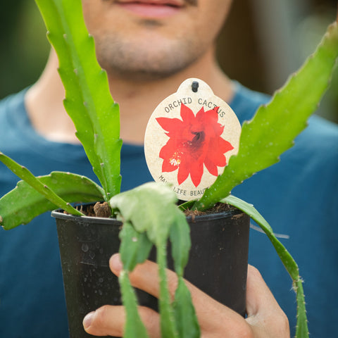 Simegarden Epiphyllum ackermannii 11.5 cm / Rosso