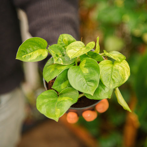 Simegarden Epipremnum global green 12 cm