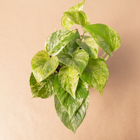 Simegarden Epipremnum marble queen