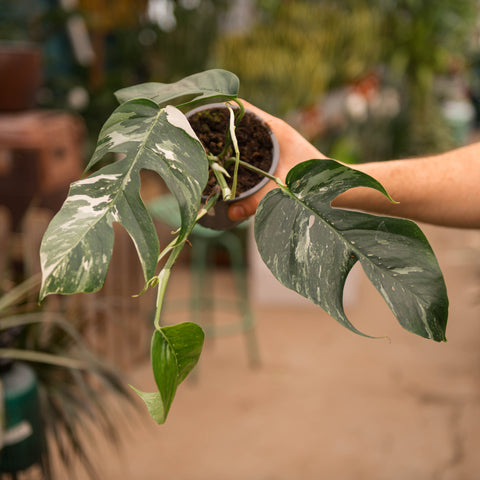 Simegarden Epipremnum pinnatum variegata 13 cm