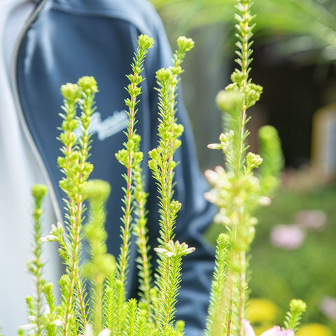 Simegarden Erica verticillata 12 cm