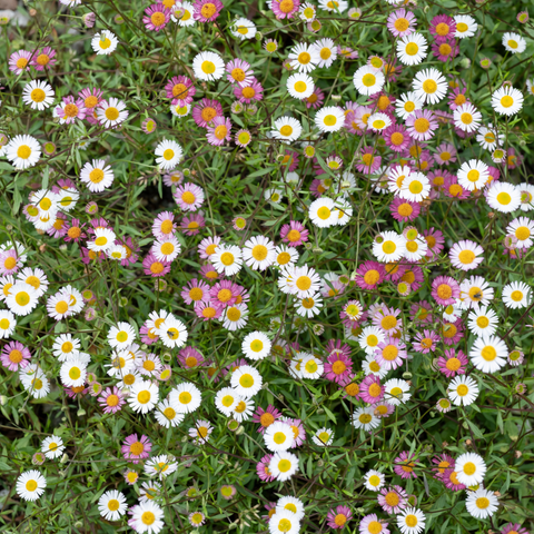 Simegarden Erigeron karvinskianus 17 cm / bianco - rosa
