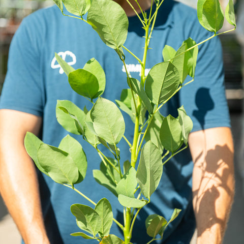 Simegarden Erythrina crista-galli