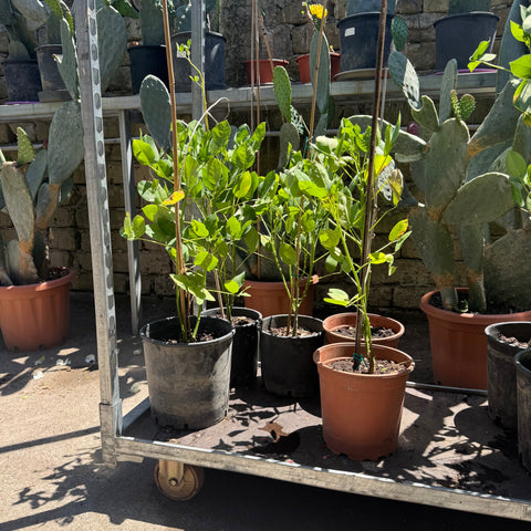 Simegarden Erythrina crista-galli 22 cm