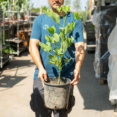 Simegarden Erythrina crista-galli 24-26 cm
