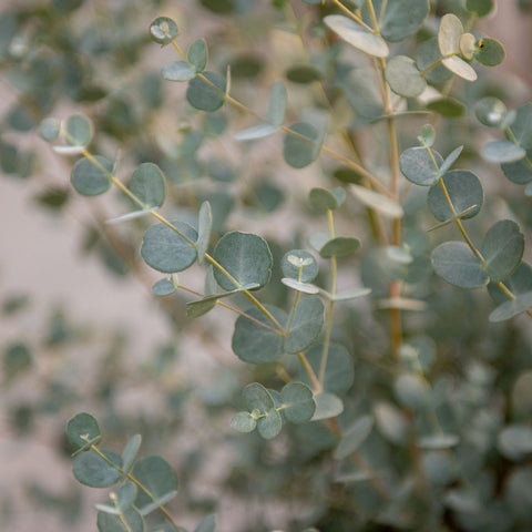 Simegarden Eucalyptus gunnii