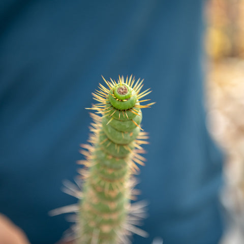 Simegarden Eulychnia castanea