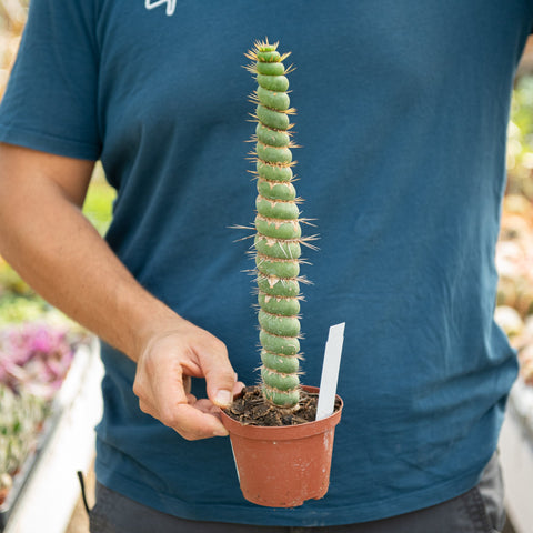 Simegarden Eulychnia castanea 8 cm - XL
