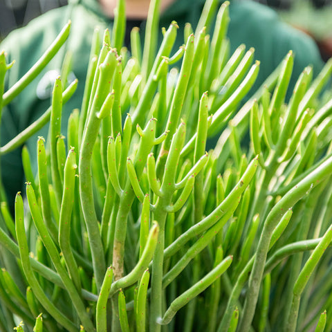 Simegarden Euphorbia cedrorum