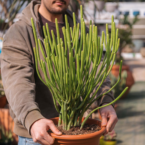 Simegarden Euphorbia cedrorum 24 cm