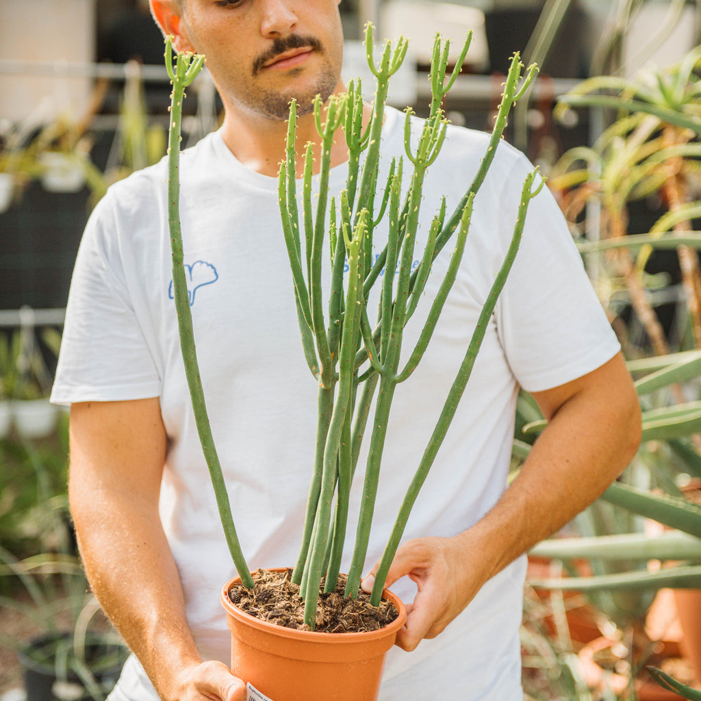 Euphorbia cedrorum Simegarden