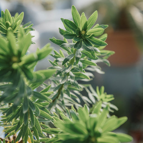 Simegarden Euphorbia dendroides
