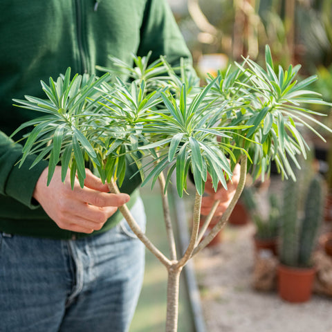 Simegarden Euphorbia dendroides