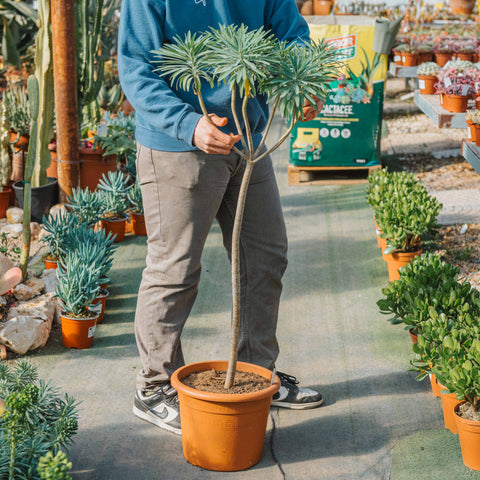 Simegarden Euphorbia dendroides 30 cm - alberello